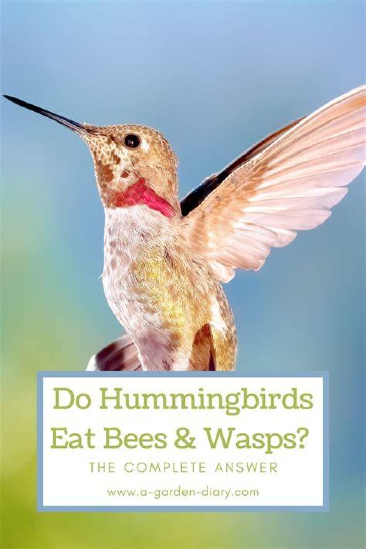 Can birds eat bees and wasps?