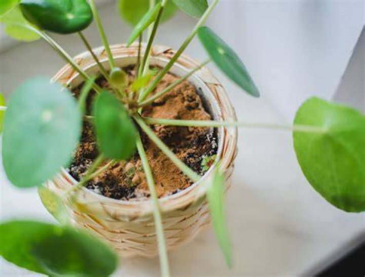 Can cinnamon burn plants?