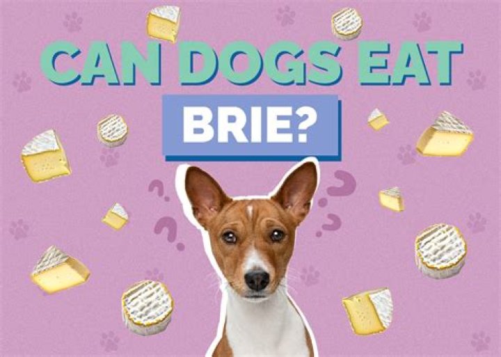 Can dogs eat brie?