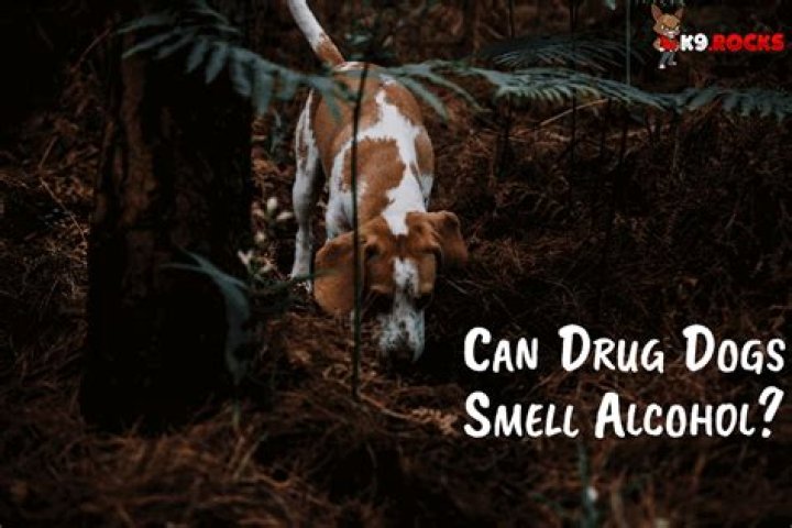 Can drug dogs smell alcohol in a bottle?