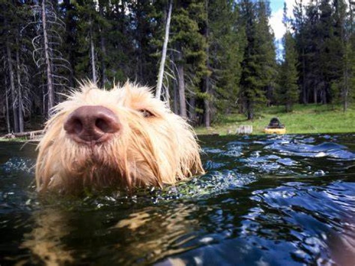 Can Labradoodles swim?