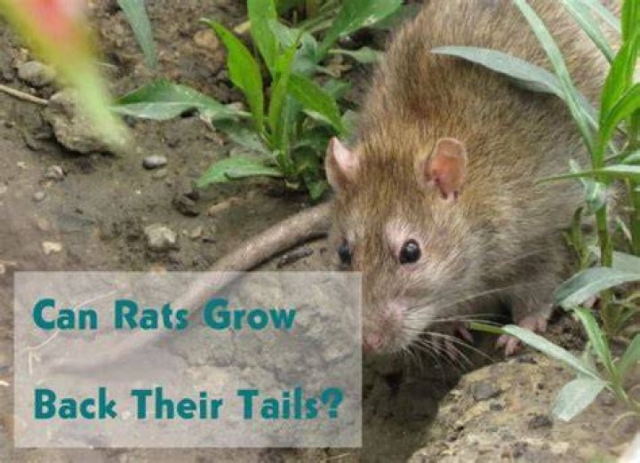 Can rats lose their tails?