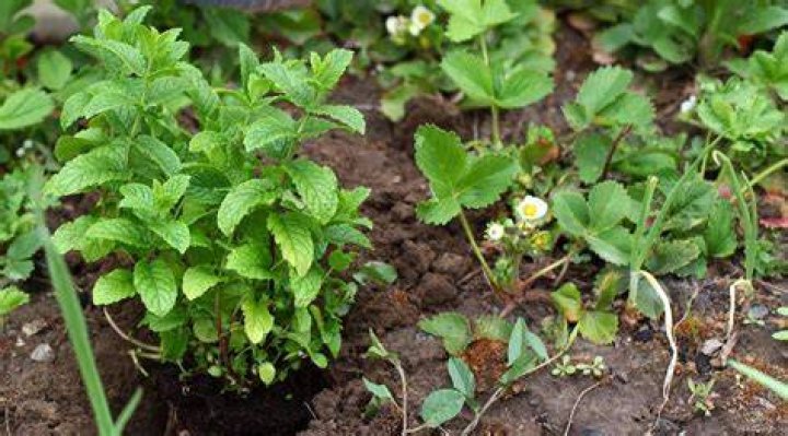 Can you plant strawberries close together?