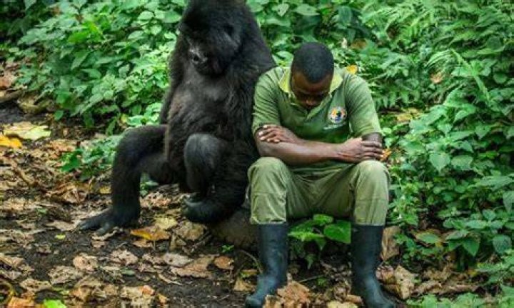 Do gorillas remember humans?