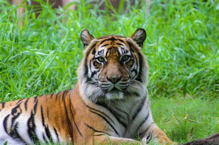Do tigers have memory?