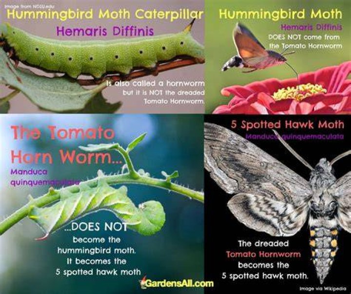 Does a tomato hornworm turn into a hummingbird moth?