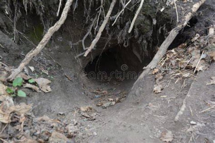 How big is a fox hole?
