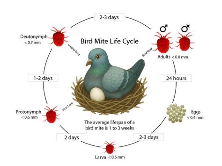 How do I get rid of bird mites?