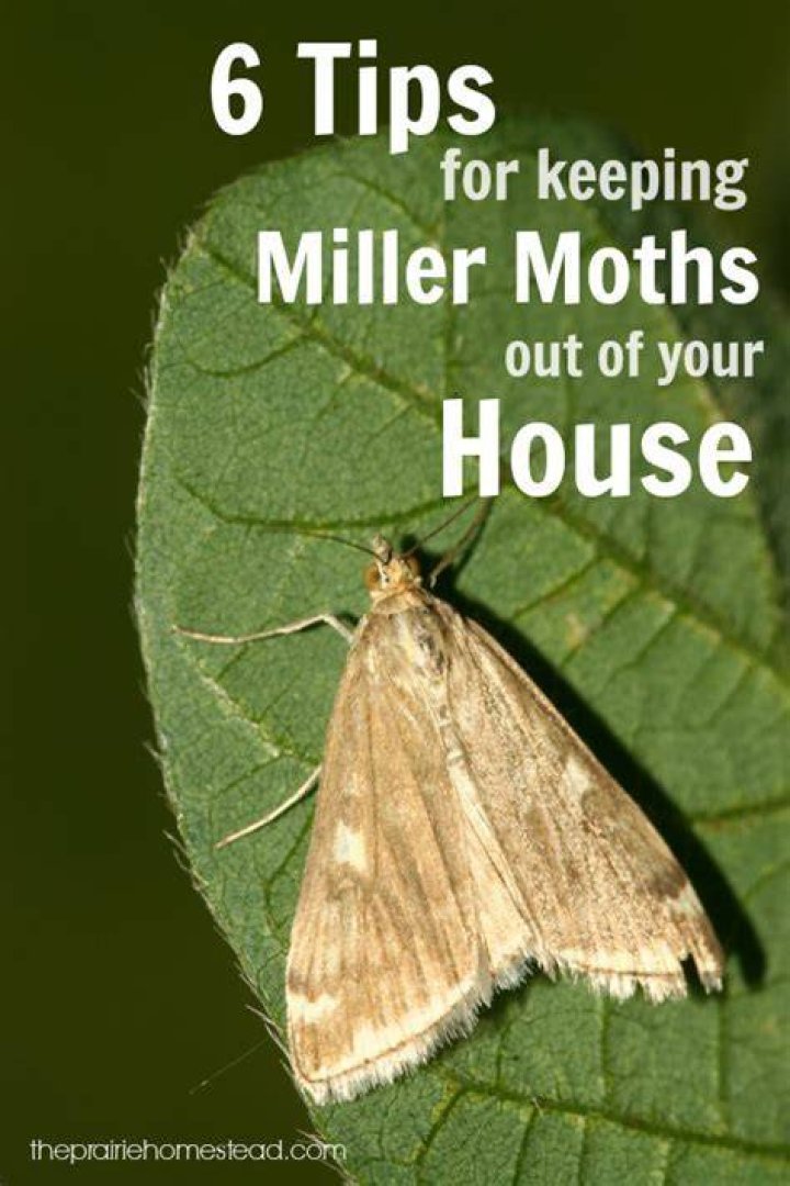 How do I get rid of white moths on my plants?