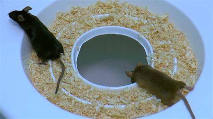 How do mice get into toilet bowl?