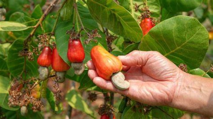 Is cashew a drupe?