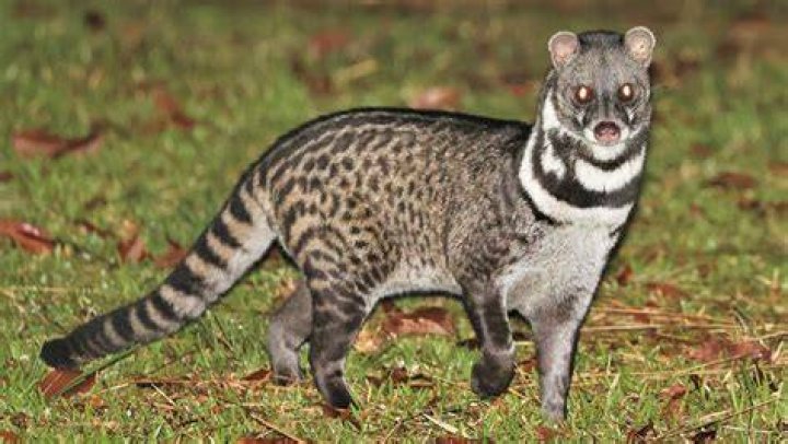 Is civet cat in cigarettes?
