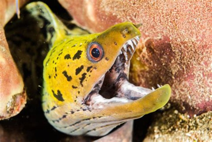 Is eel skin poisonous?