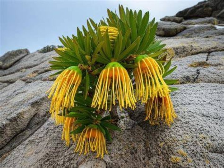 Is jellyfish tree extinct?