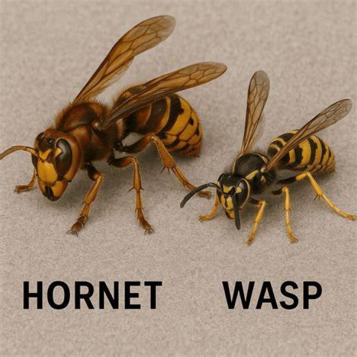 What's the difference between a wasp and a hornet?