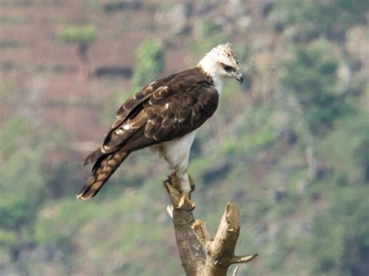 What is the rarest hawk?