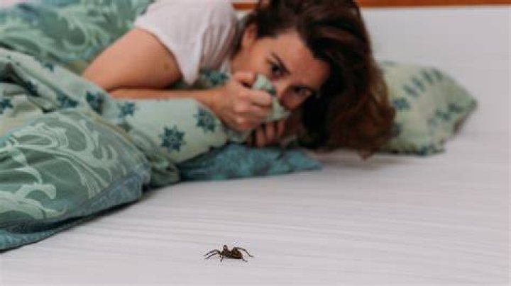 Why do spiders get in your bed?