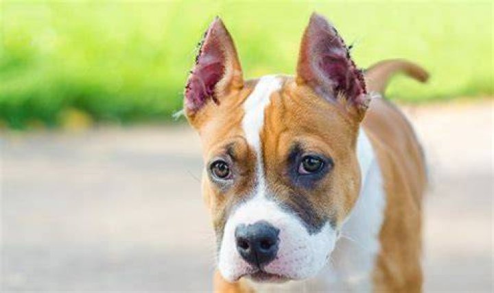Why do they cut off dogs ears?